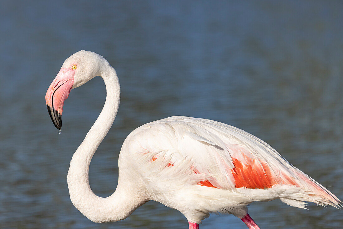 Saintes-Maries-de-la-Mer, Bouches-du-Rhone, Provence-Alpes-Cote d'Azur, Frankreich. Flamingo im ornithologischen Park von Pont de Gau.