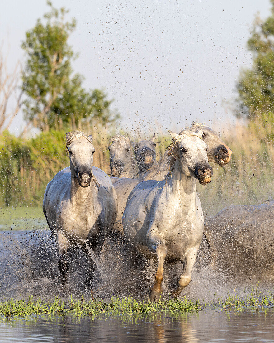 Saintes-Maries-de-la-Mer, Bouches-du-Rhone, Provence-Alpes-Cote d'Azur, France. Horses running through the marshes in the Camargue.