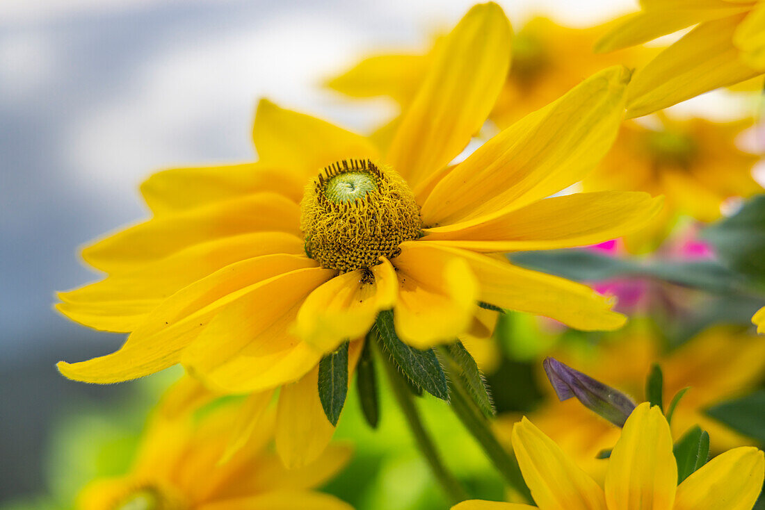 Saintes-Maries-de-la-Mer, Bouches-du-Rhone, Provence-Alpes-Cote d'Azur, Frankreich. Schöne gelbe Blume in Südfrankreich.