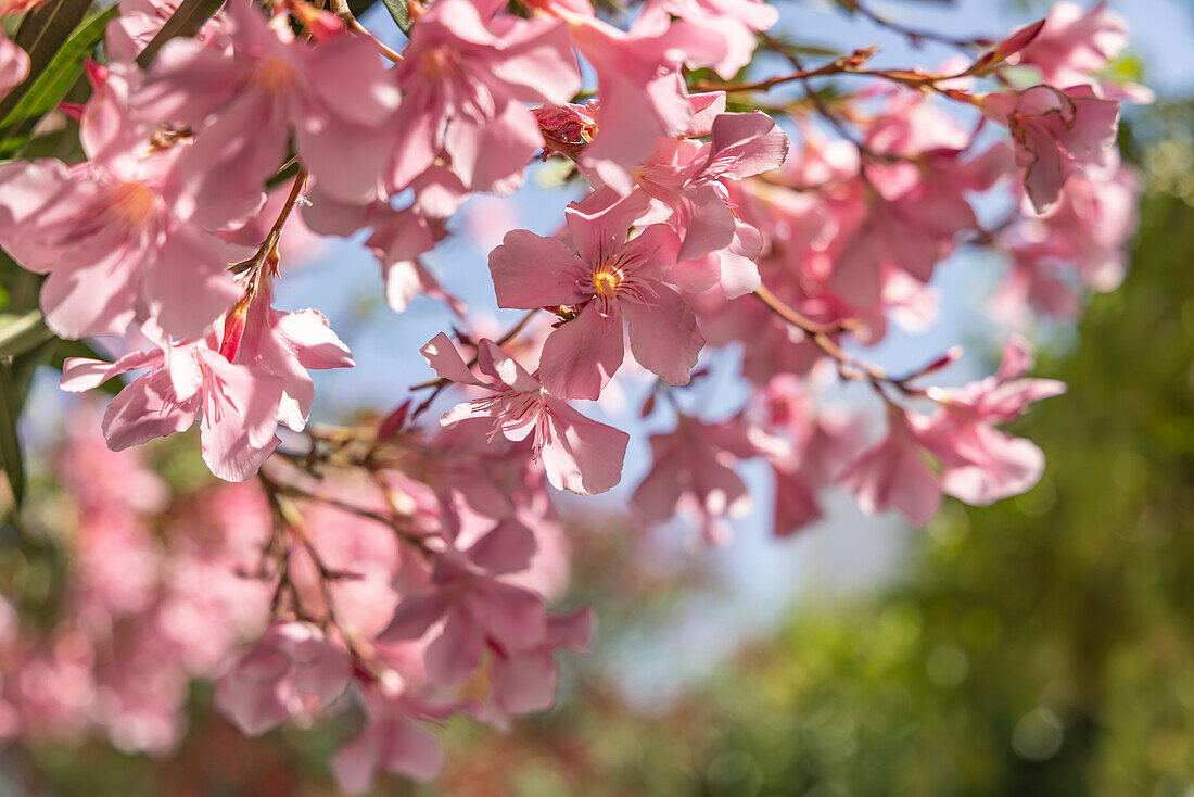 Saintes-Maries-de-la-Mer, Bouches-du-Rhone, Provence-Alpes-Cote d'Azur, France. Pink flowering tree in the south of France.