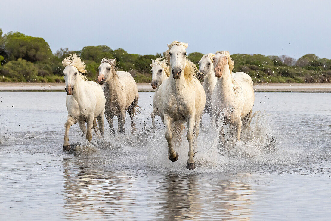 Saintes-Maries-de-la-Mer, Bouches-du-Rhone, Provence-Alpes-Cote d'Azur, Frankreich. Pferdeherde beim Laufen durch die Sümpfe der Camargue.