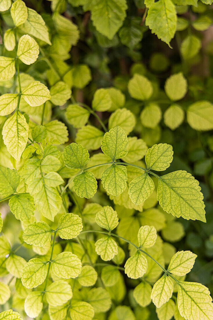 Aigues-Mortes, Gard, Occitania, France. Green leaves of a vine climbing on a wall.