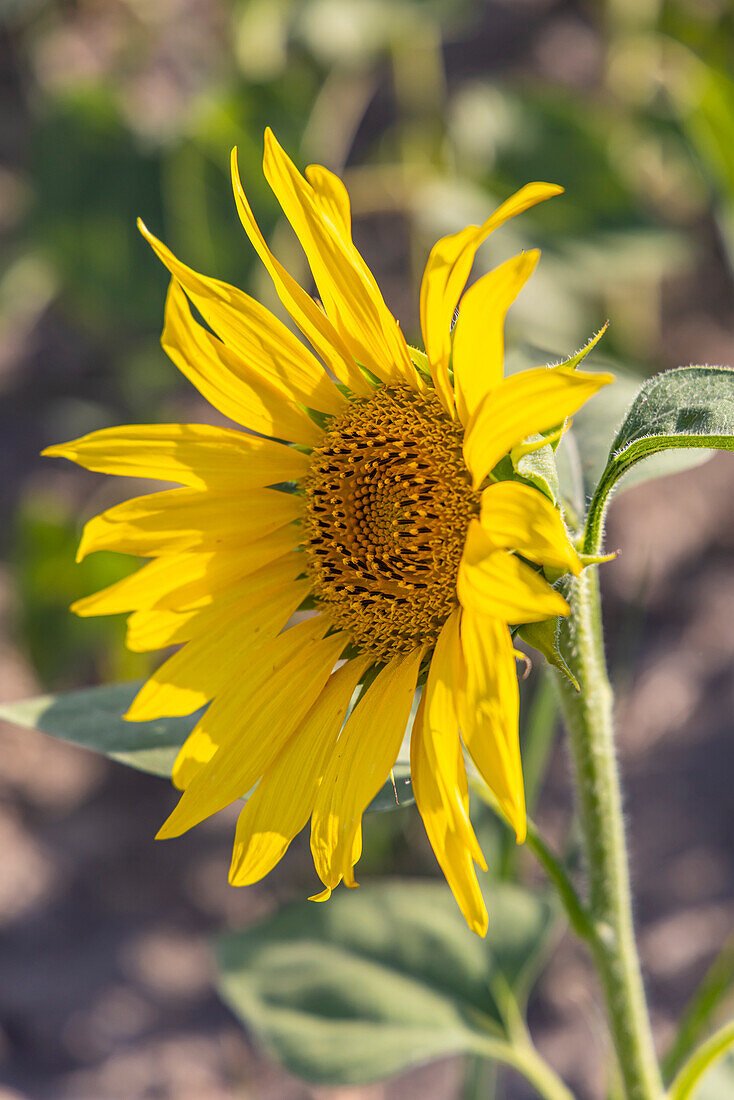 Camargue Nord, Arles, Bouches-du-Rhone, Provence-Alpes-Cote d'Azur, Frankreich. Sonnenblume auf einem Feld in der Provence.