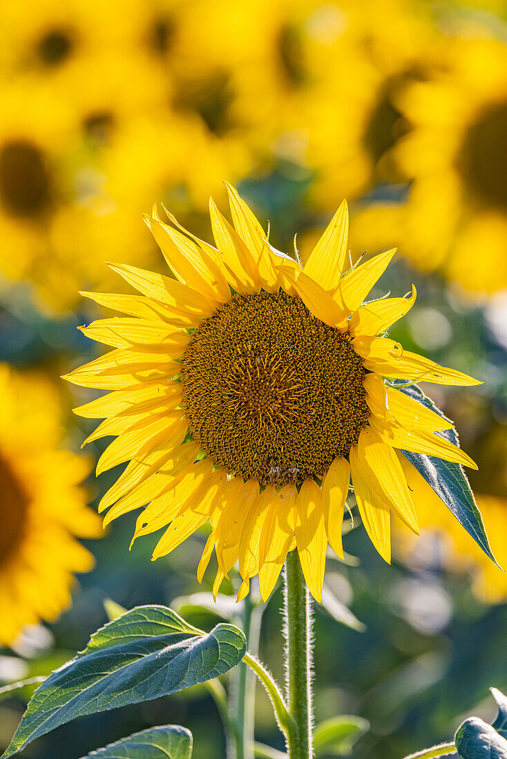 Camargue Nord, Arles, Bouches-du-Rhone, Provence-Alpes-Cote d'Azur, France. Field of sunflowers in Provence.