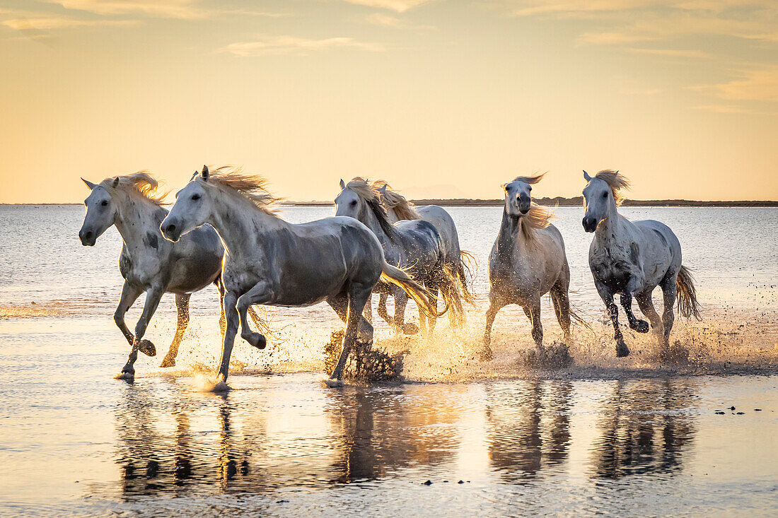 Saintes-Maries-de-la-Mer, Bouches-du-Rhone, Provence-Alpes-Cote d'Azur, France. Camargue horses running through water at sunrise.