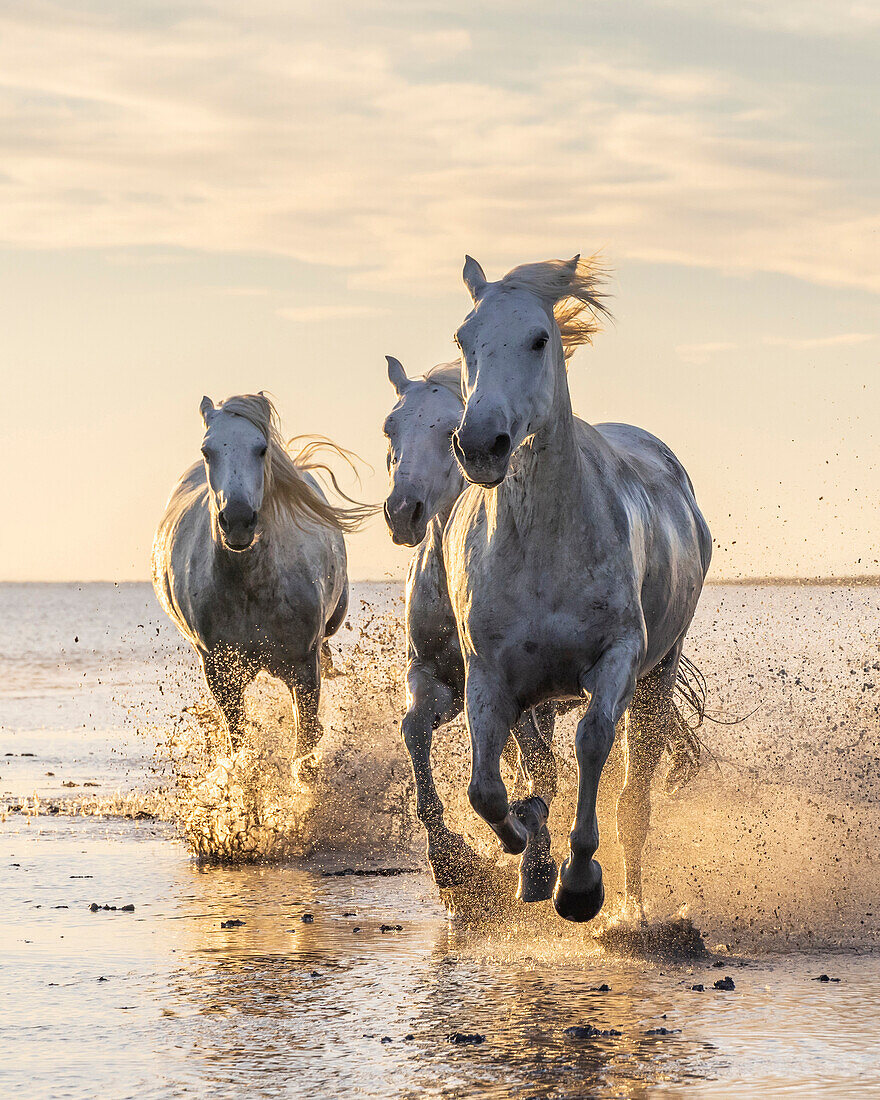 Saintes-Maries-de-la-Mer, Bouches-du-Rhone, Provence-Alpes-Cote d'Azur, France. Camargue horses running through water at sunrise.