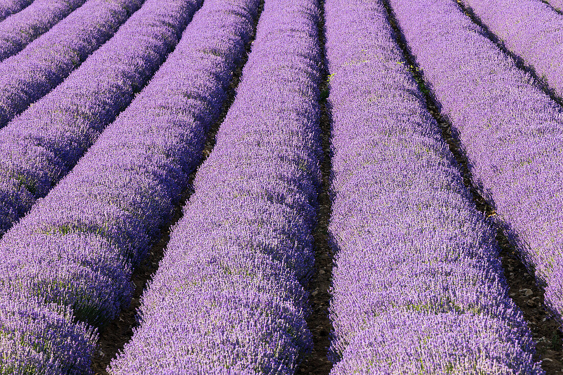 Aurel, Vaucluse, Alpes-Cote d'Azur, Frankreich. Reihen von Lavendel in Südfrankreich.