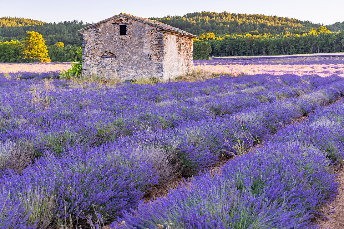 Saint-Christol, Vaucluse, Provence-Alpes-Cote d'Azur, France. Small stone building in a lavender field.