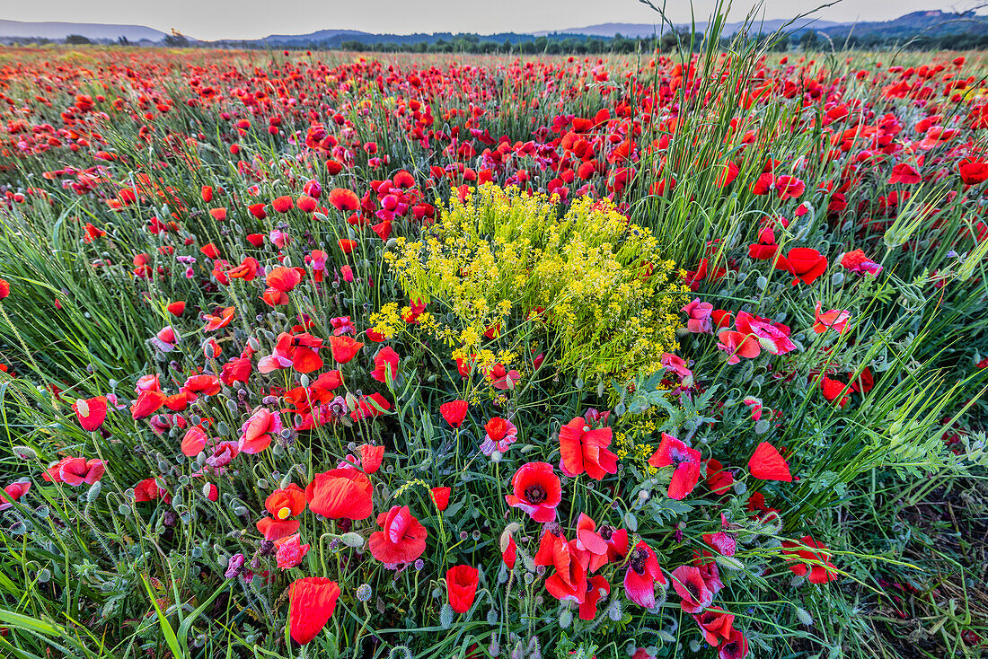 Mohnblumen in der Provinz, Frankreich