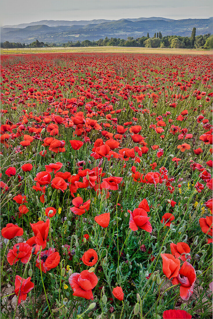 Mohnblumen in der Provinz, Frankreich