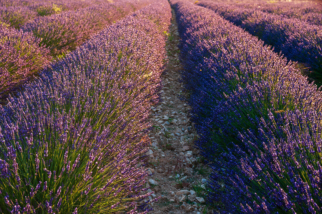 Ein blühendes Lavendelfeld. Sault, Provence, Frankreich.