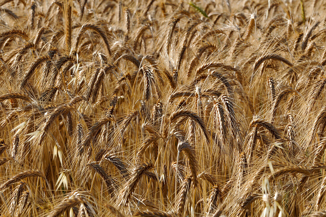 Ein Feld mit reifendem Weizen, Triticum-Arten. Sault, Provence, Frankreich.