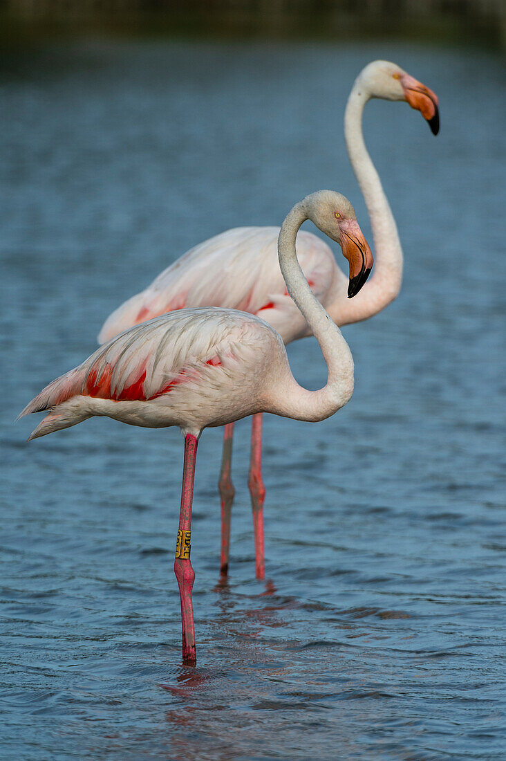 Two greater flamingos, Phoenicopterus roseus, standing side by side in water. Saintes Maries de la Mer, Camargue, Bouches du Rhone, Provence Alpes Cote d'Azur, France.