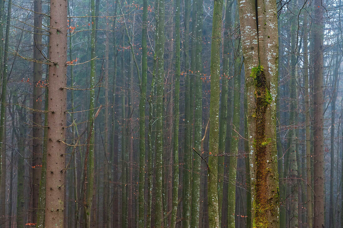 A foggy forest with mossy tree trunks. Bayerischer Wald National Park, Bavaria, Germany.