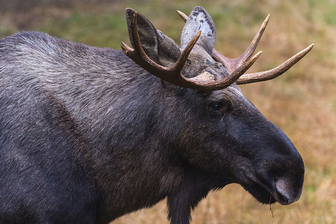 Nahaufnahme eines in Gefangenschaft lebenden Elchs, Alces alces. Nationalpark Bayerischer Wald, Bayern, Deutschland.