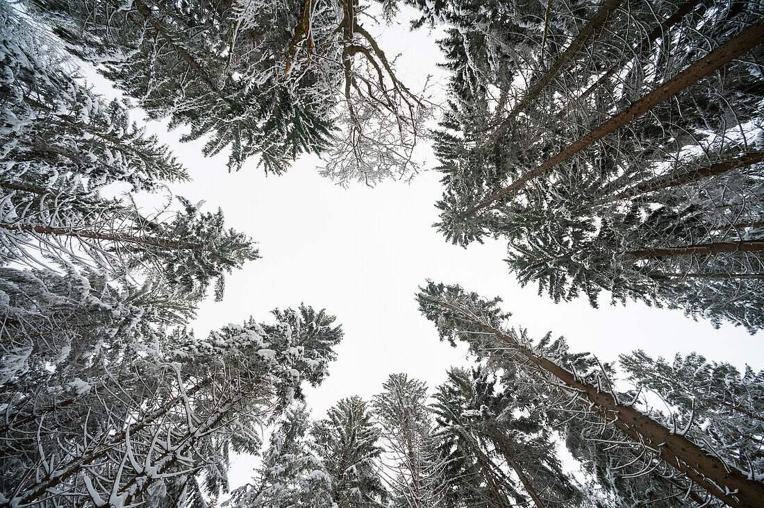 Niedriger Blickwinkel auf Bäume im Nationalpark Bayerischer Wald. Deutschland.