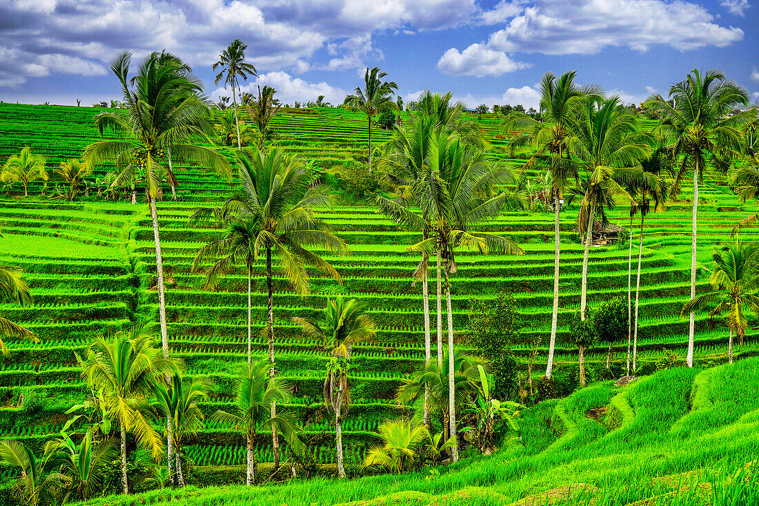 Die Reisterrasse von Jatiluwih, ein beliebtes Ausflugsziel in der Nähe des Zentrums von Bali in der Nähe von Ubud.