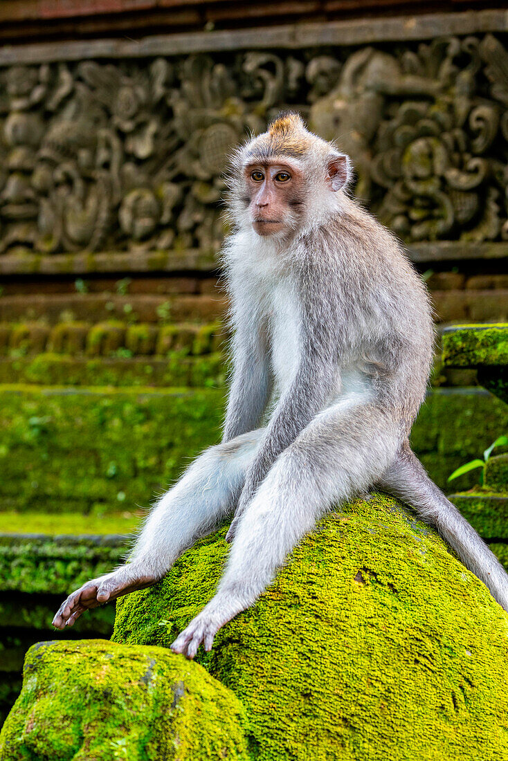 Makaken-Affe im Affenwald, Ubud, Bali, Indonesien