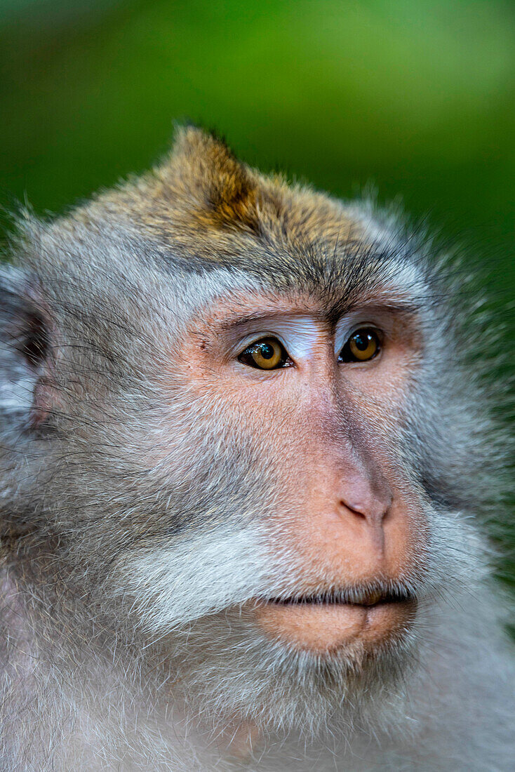 Makaken-Affe im Affenwald, Ubud, Bali, Indonesien