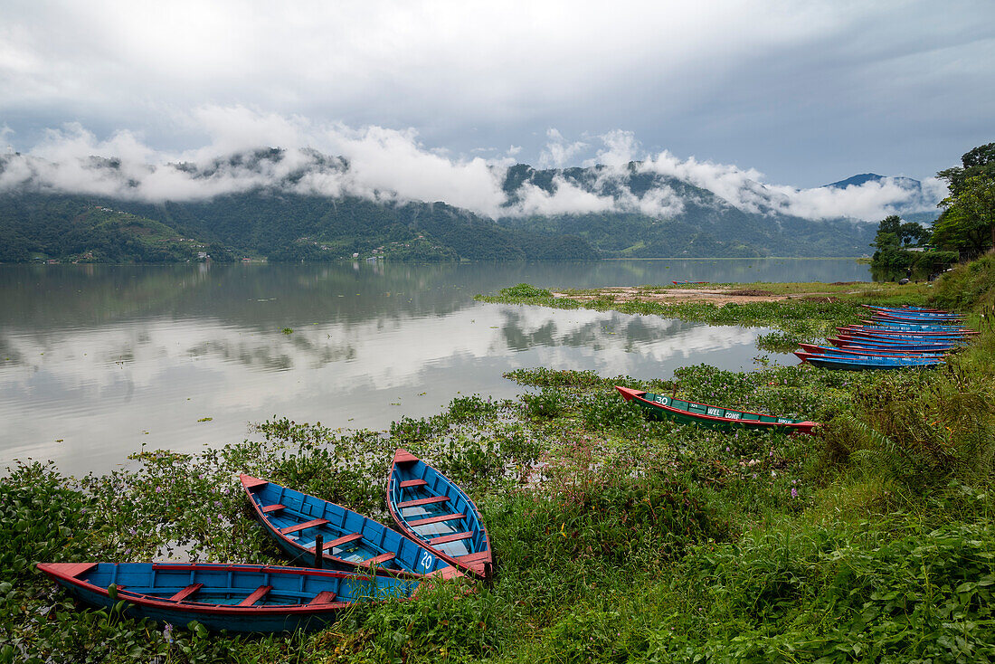 Asia, Nepal, Pokhara. Boats in the water lilies on Phewa Lake.