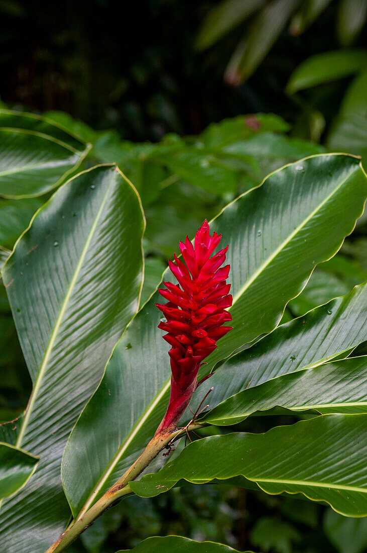 Eine Nahaufnahme einer roten Ingwerblüte. Insel Dominica, Westindien.