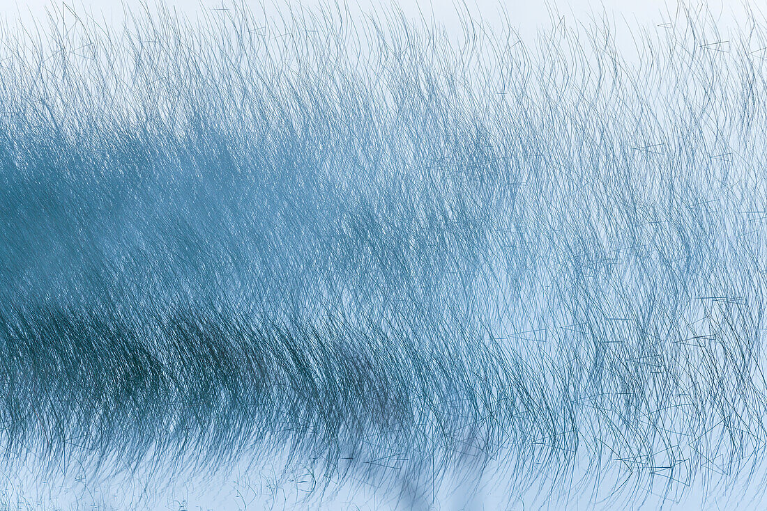 Kanada, Alberta, Waterton Lakes-Nationalpark. Schilfmuster am Maskinonge Lake im Nebel.