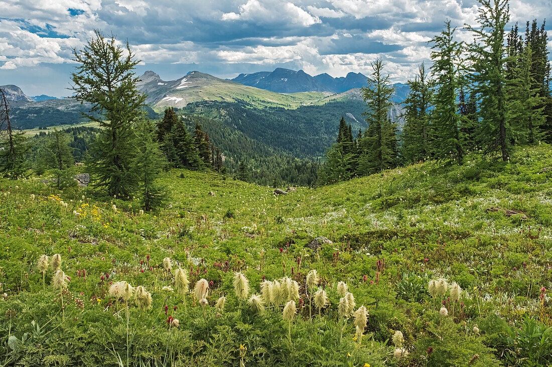 Kanada, Alberta, Banff-Nationalpark. Berglandschaft und westliche Anemonenpflanzen in Banff Sunshine Meadows.