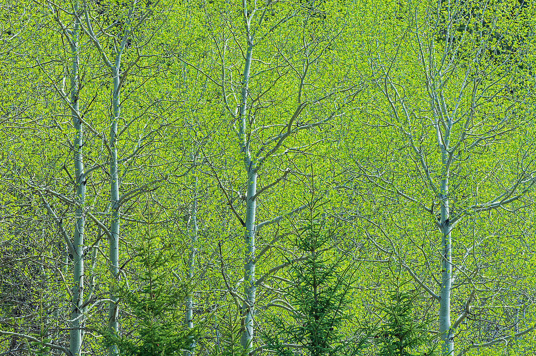 Canada, Alberta, Jasper National Park. Spring foliage in forest.