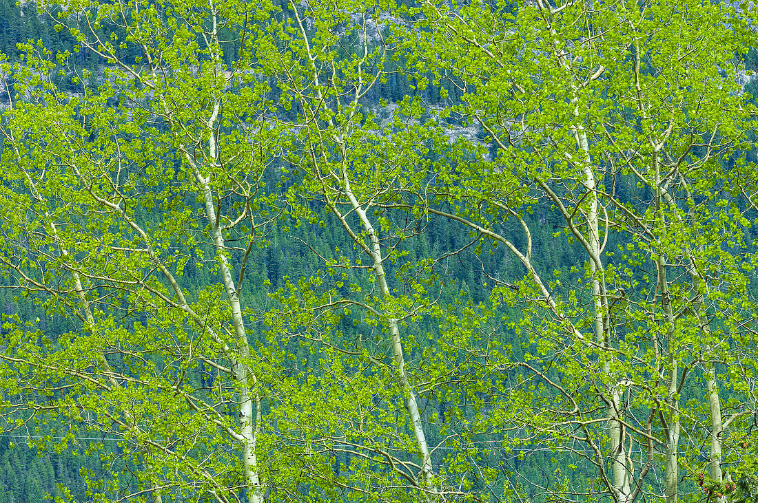 Canada, Alberta, Jasper National Park. Spring foliage in forest.