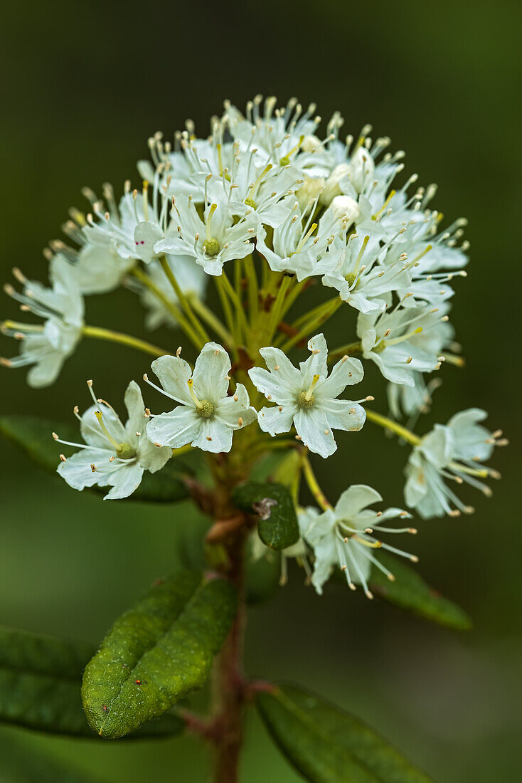 Canada, Alberta, Banff National Park. Bog Labrador tea plant flowers in Sunshine Meadows.