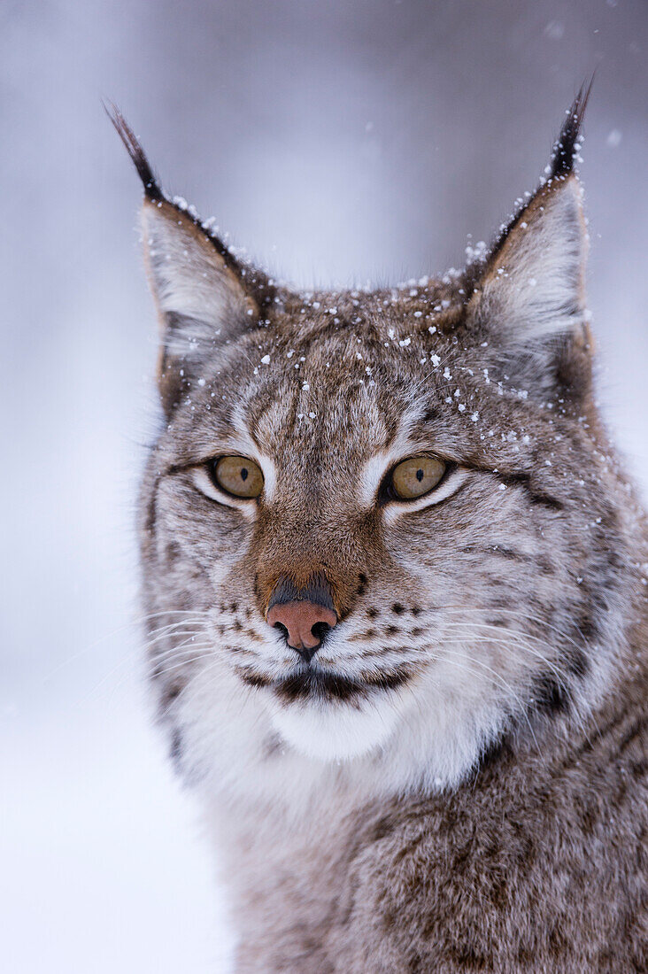 Close-up portrait of a European lynx. Polar Park, Bardu, Troms, Norway.