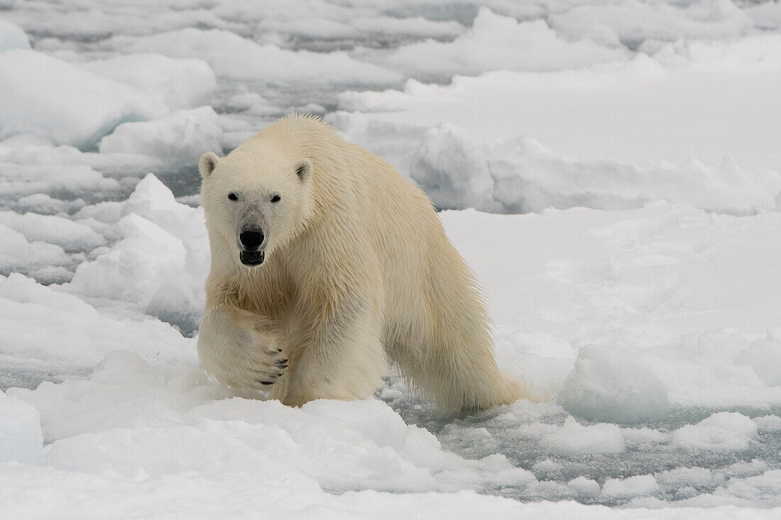 A polar bear, Ursus maritimus. North polar ice cap, Arctic Ocean