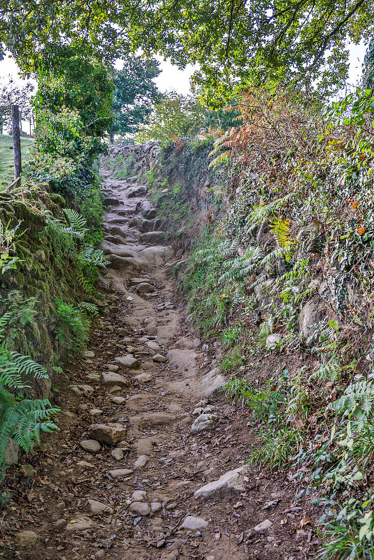 Spanien, Galicien. Steiniger Weg auf dem Jakobsweg zwischen Ventras de Naron und Palas de Rei