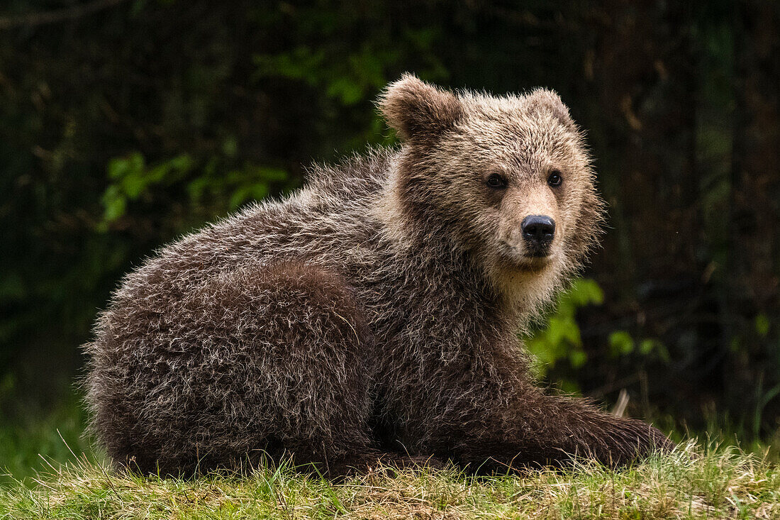 A young European brown bear, Ursus arctos, looking at the camera. Notranjska, Slovenia