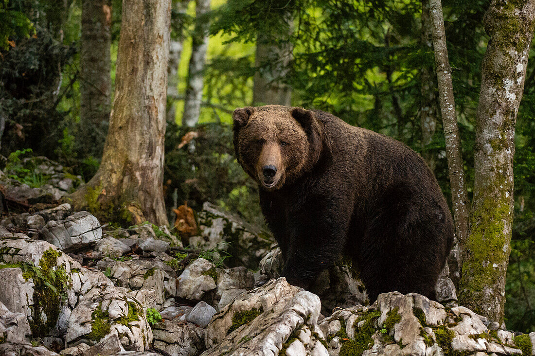 Ein europäischer Braunbär, Ursus arctos, steht und schaut in die Kamera. Notranjska, Slowenien