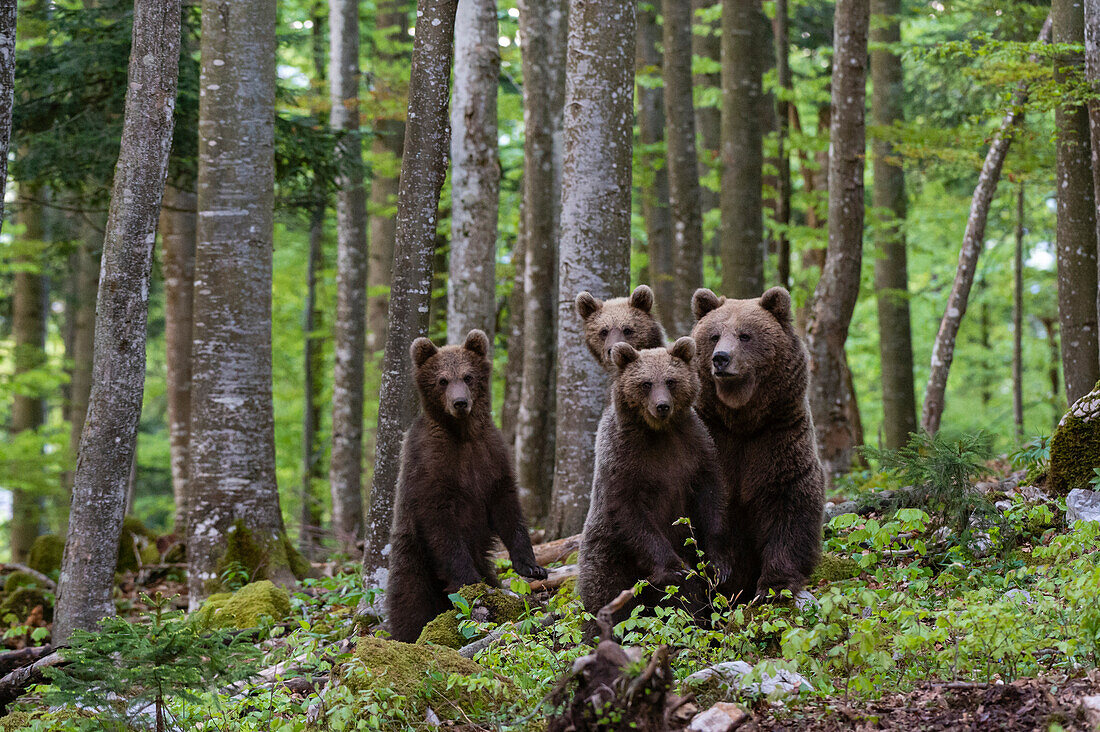 Ein europäisches Braunbärenweibchen, Ursus arctos, und ihre drei Jungtiere. Notranjska, Slowenien