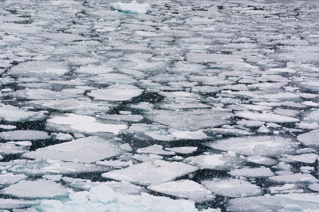 Packeis in der Diskobucht während eines Schneesturms. Ilulissat, Grönland.