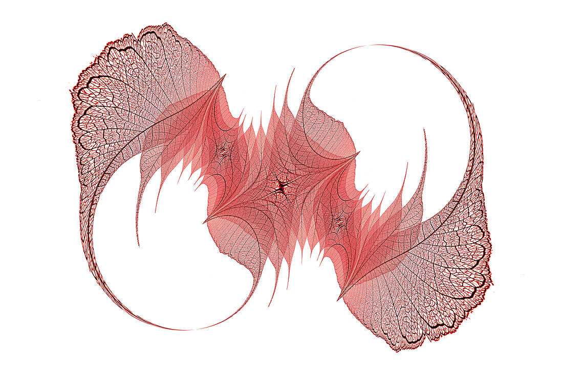Rot gefärbte Skelettblätter auf schwarzem Hintergrund