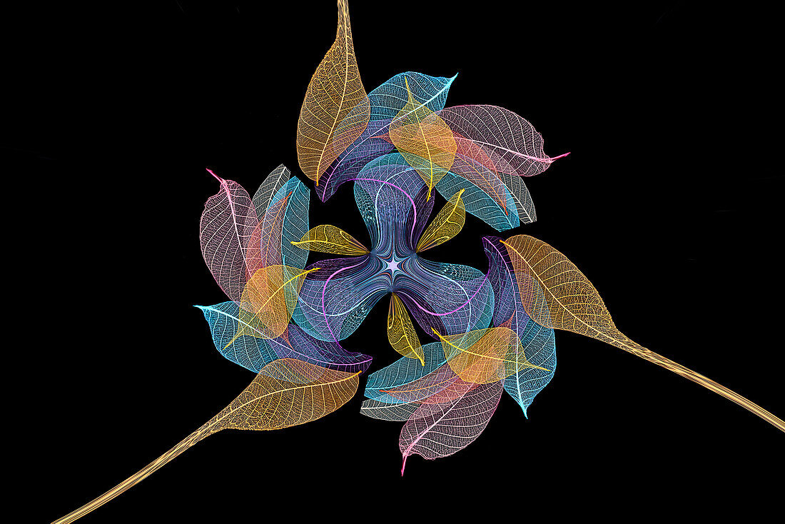 Multi-colored skeleton leaves arranged on black background