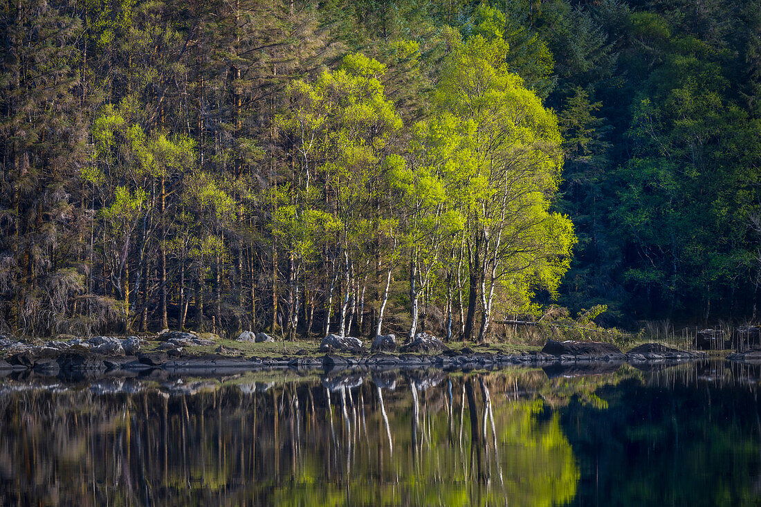 Ireland. Forest and rock shore reflections on Lake Cummeenduff.