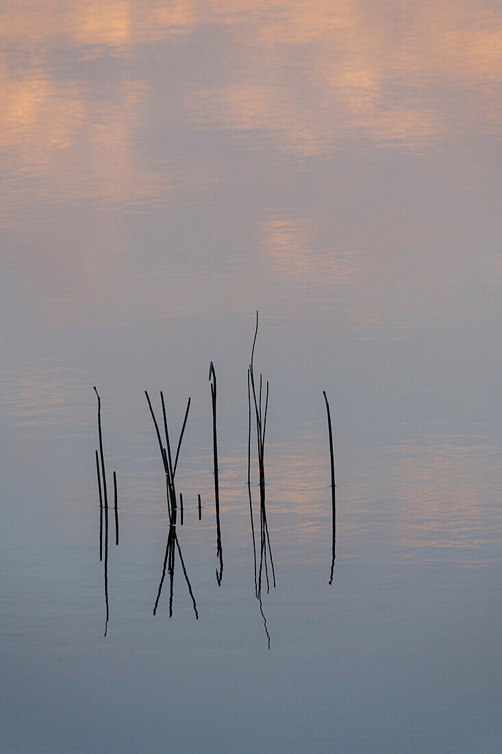 Irland, Cork, Gougane Barra. Schilf, das sich im Wasser spiegelt.