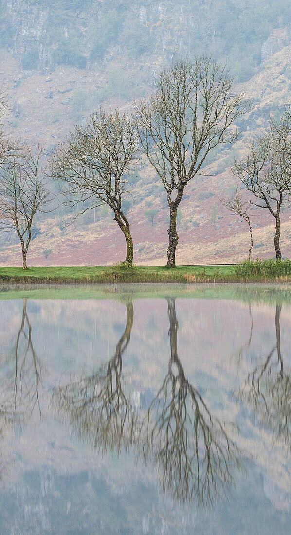 Irland, Cork, Gougane Barra. Baum und Bergreflexionen im See.