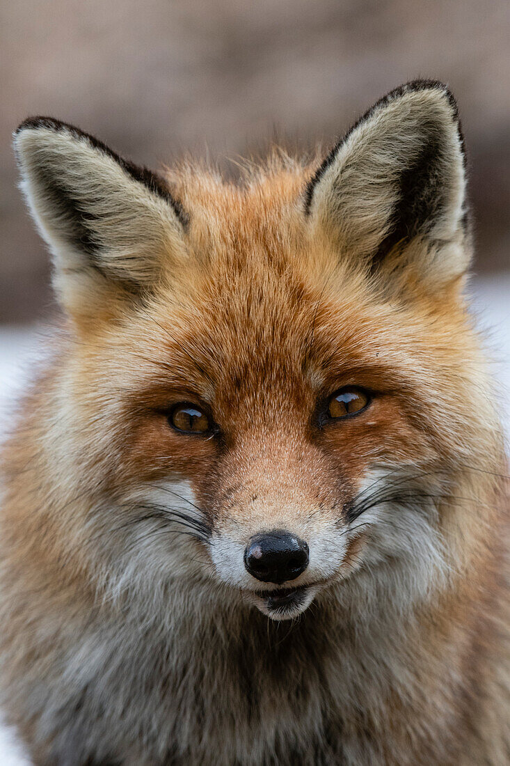 Close-up portrait of a red fox, Vulpes vulpes. looking at the camera. Aosta, Valsavarenche, Gran Paradiso National Park, Italy.