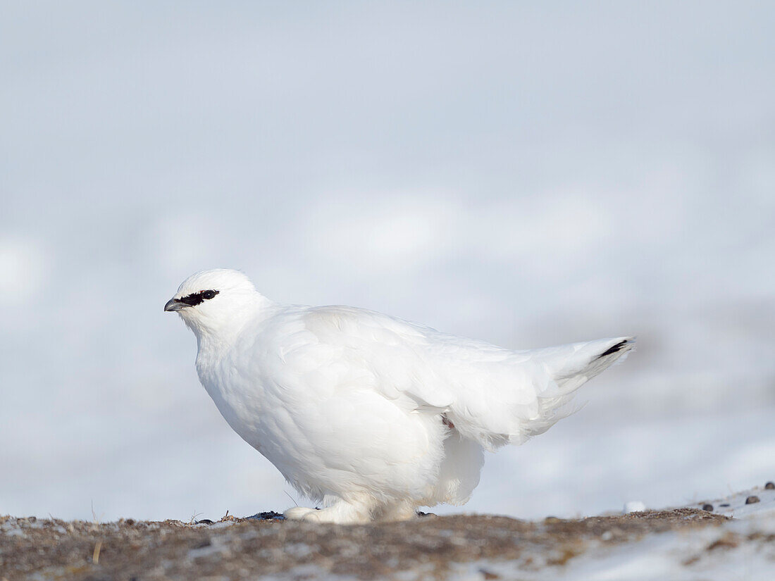 Rock Ptarmigan, during winter in the tundra of Svalbard in Van Mijenfjorden National Park. Arctic Region, Scandinavia, Norway, Svalbard