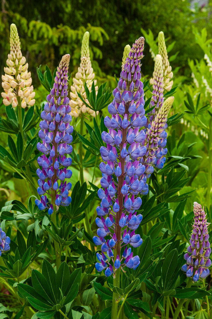 Lila Ähren der Russell Lupine wachsen am Trollstigen, Rauma, Norwegen.