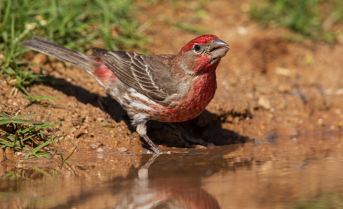 House finch drinking