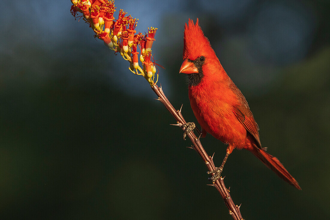 Nördlicher Kardinal, Wüstenblüte im Südwesten, USA, Arizona