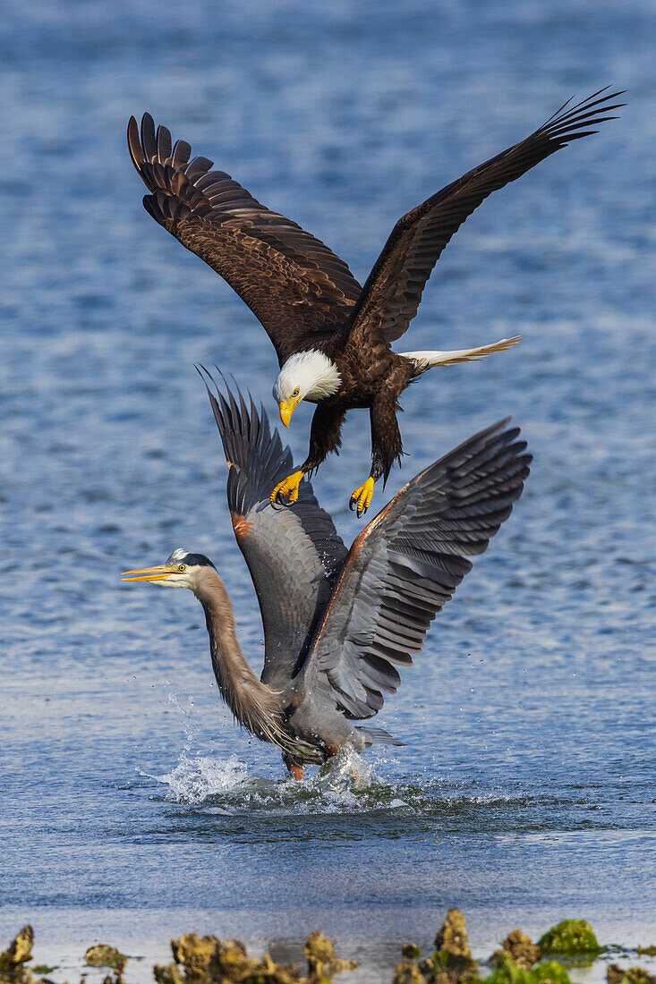 USA, Bundesstaat Washington. Hood Canal, Salish Sea, Weißkopfseeadler schikaniert Blaureiher