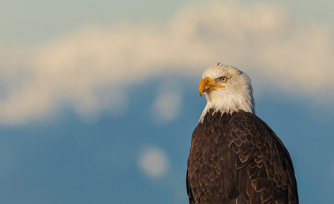 Kanada, British Columbia, Boundary Bay, Weißkopfseeadler, Winterporträt