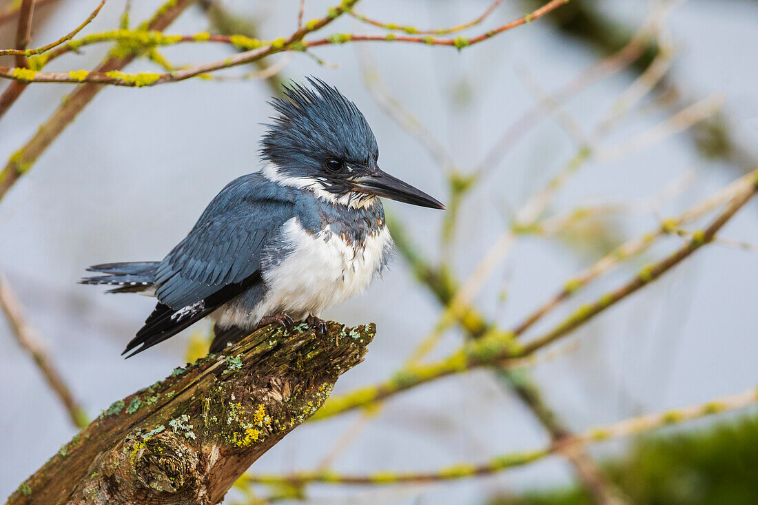 Canada, British Columbia, Boundary Bay, belted kingfisher, winter fishing